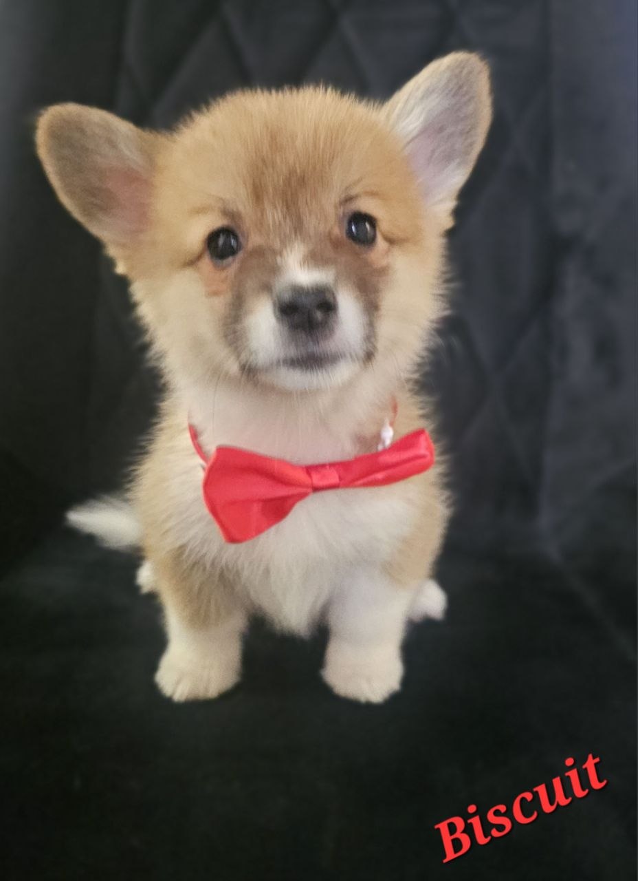 Biscuit, Pembroke Welsh Corgi puppy