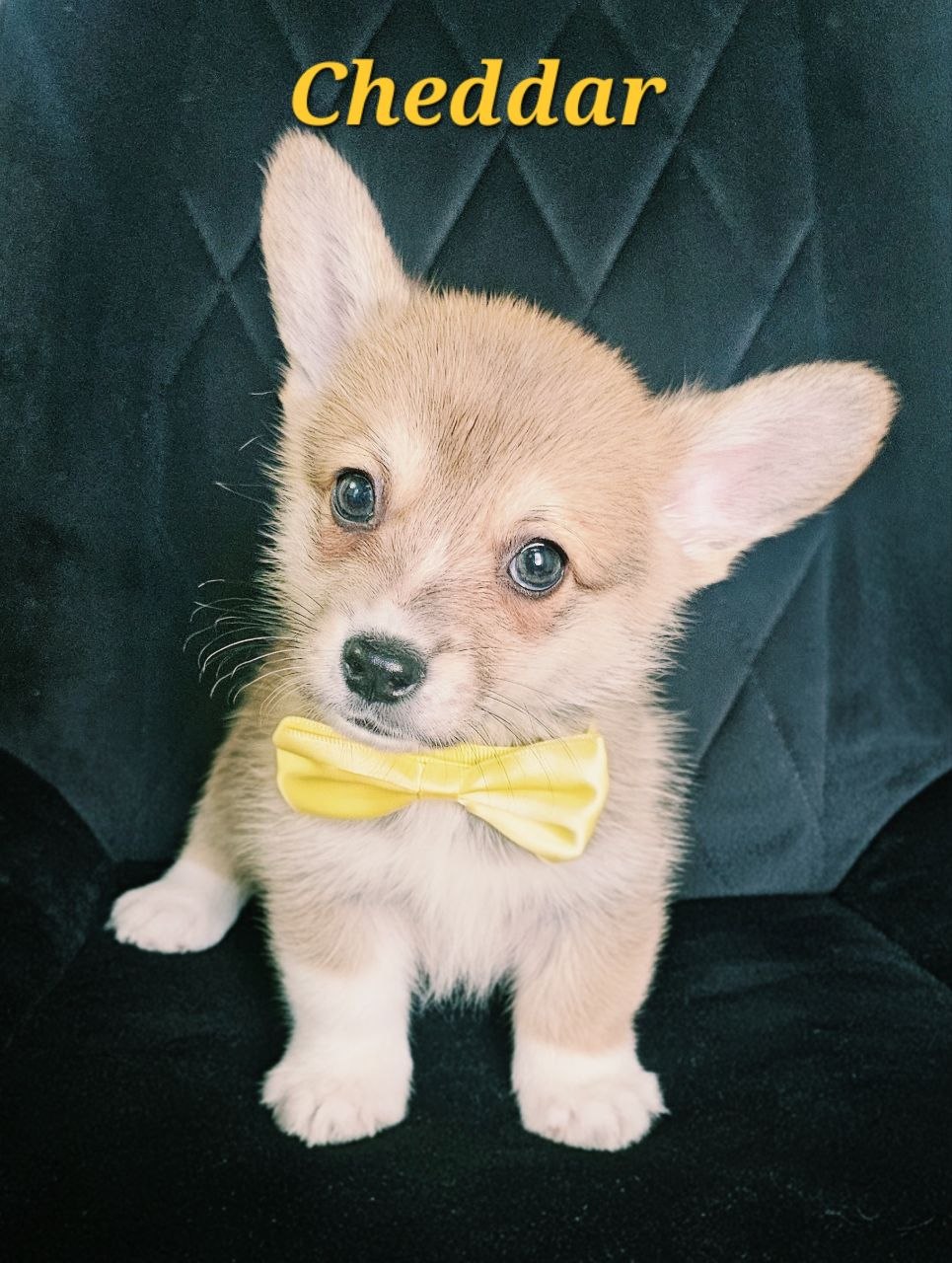 Cheddar, Pembroke Welsh Corgi puppy
