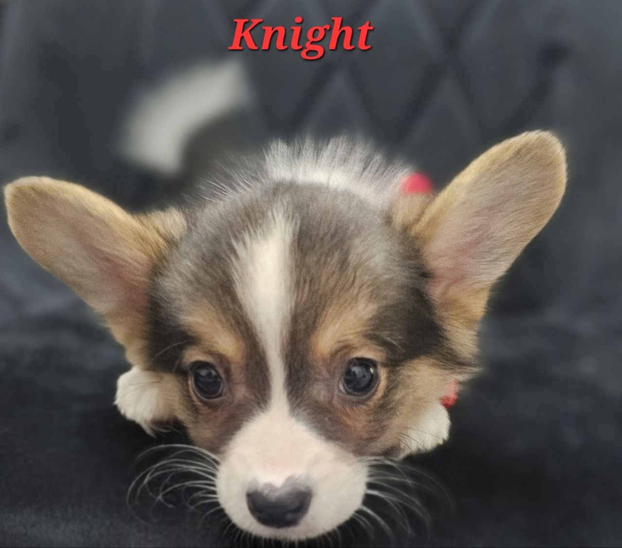 Knight, Pembroke Welsh Corgi puppy