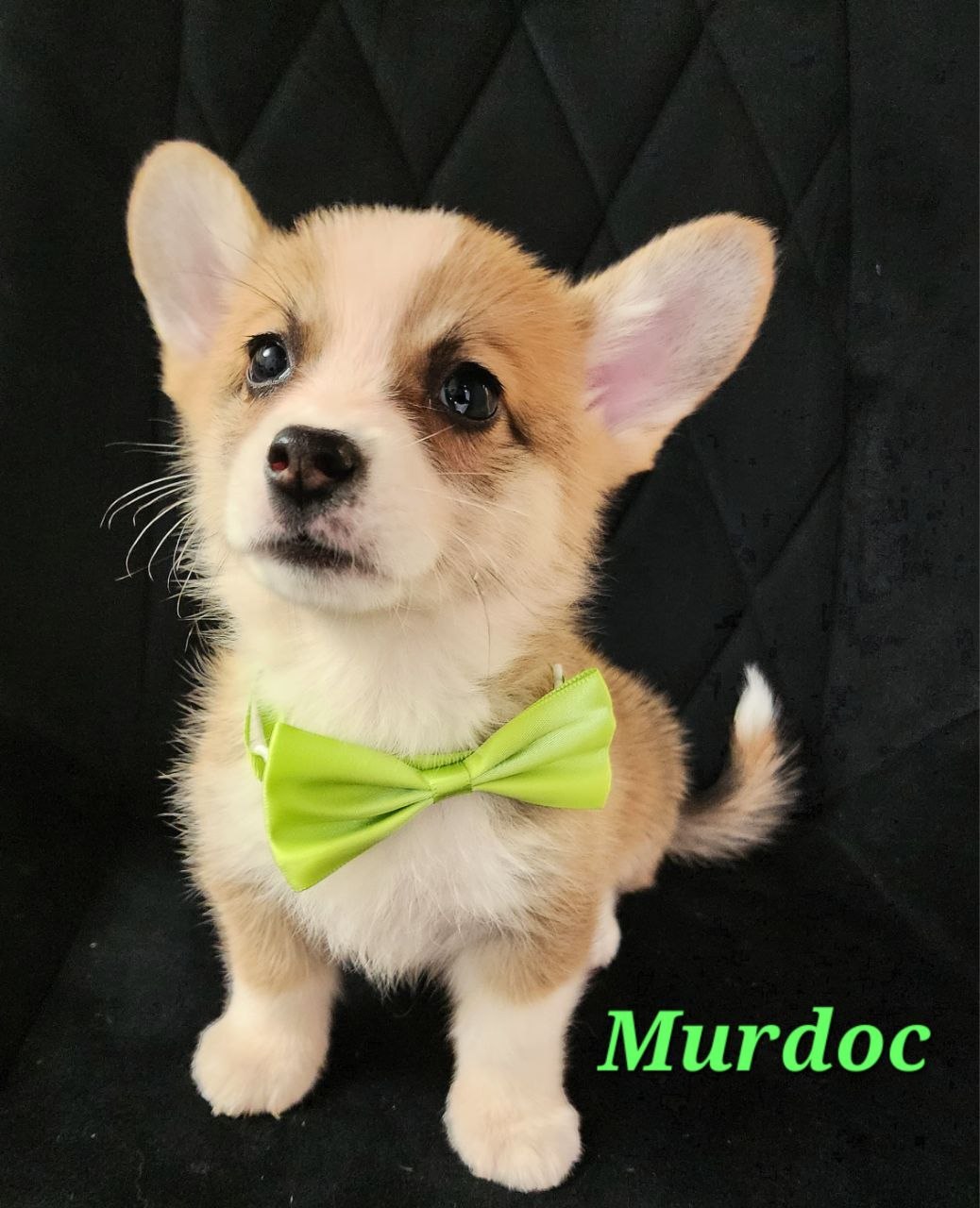 Murdoc, Pembroke Welsh Corgi puppy