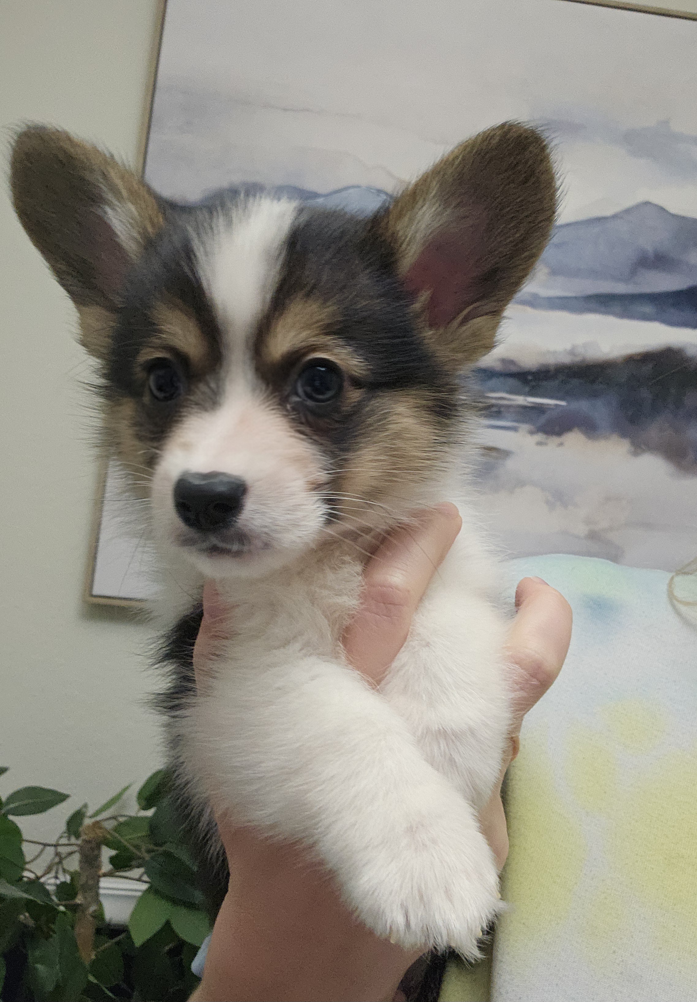 Pembroke Welsh Corgi puppy, tri-color