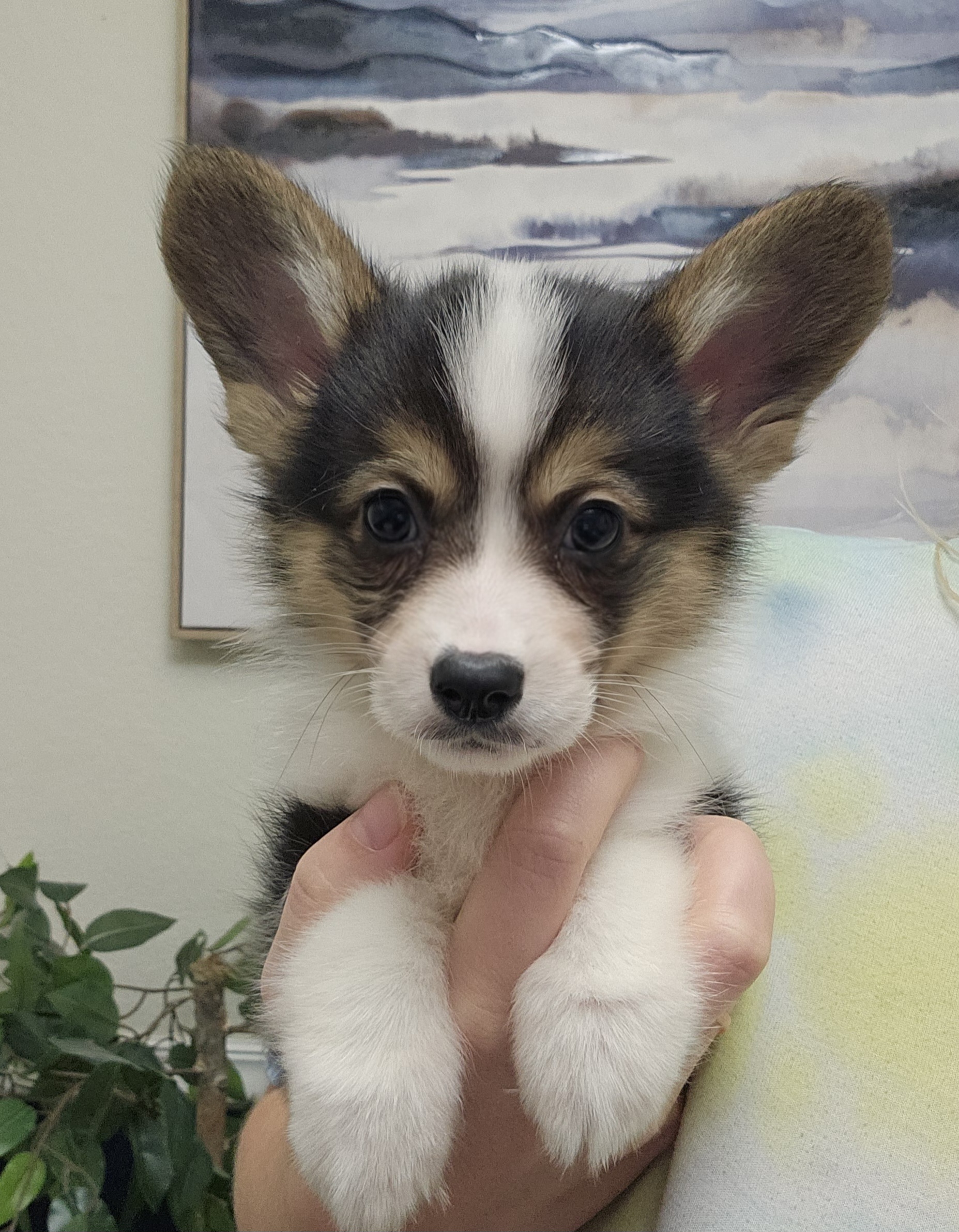 Pembroke Welsh Corgi puppy, tri-color close up