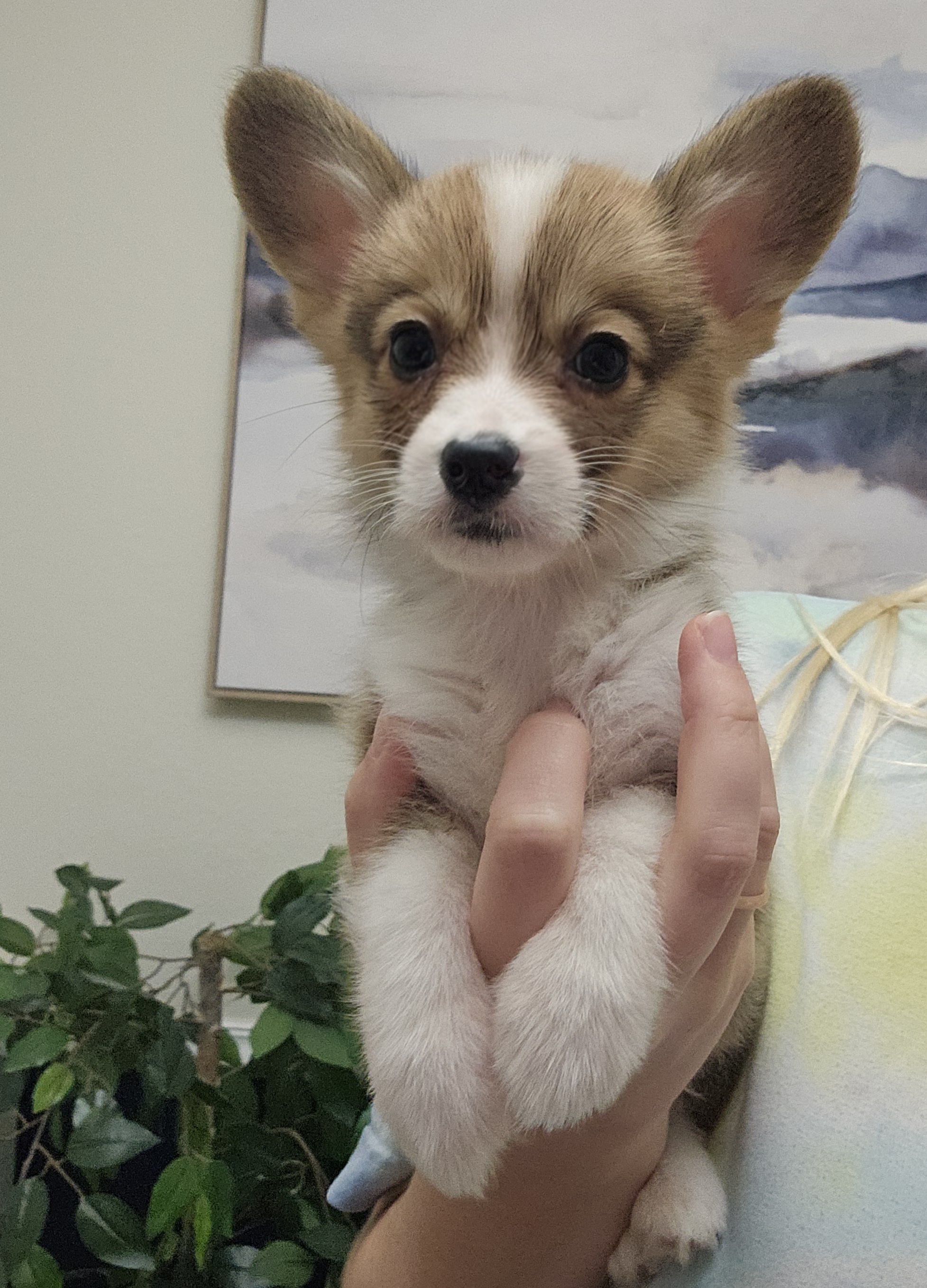 Pembroke Welsh Corgi puppy, sable and white