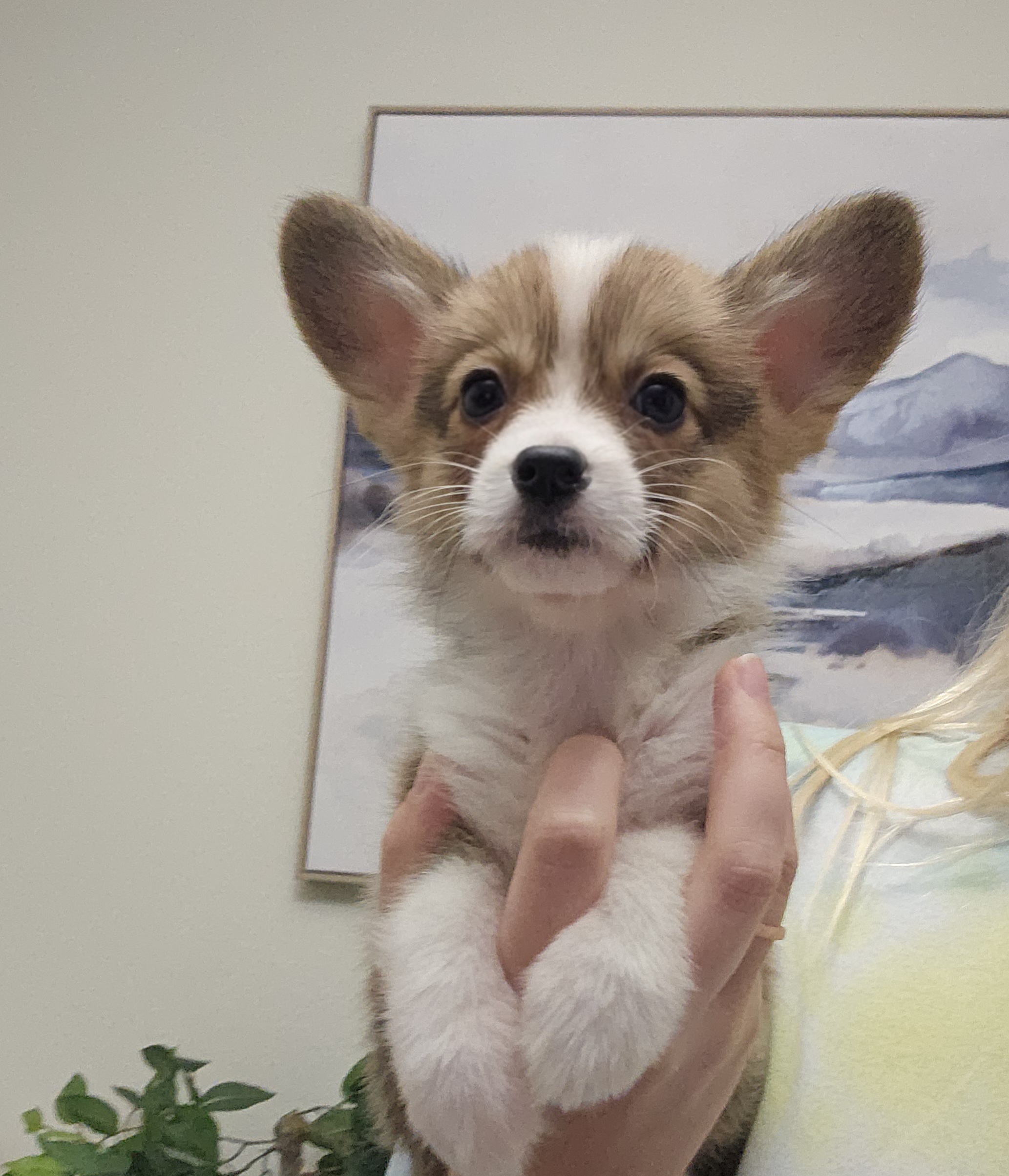 Pembroke Welsh Corgi puppy, sable and white close up