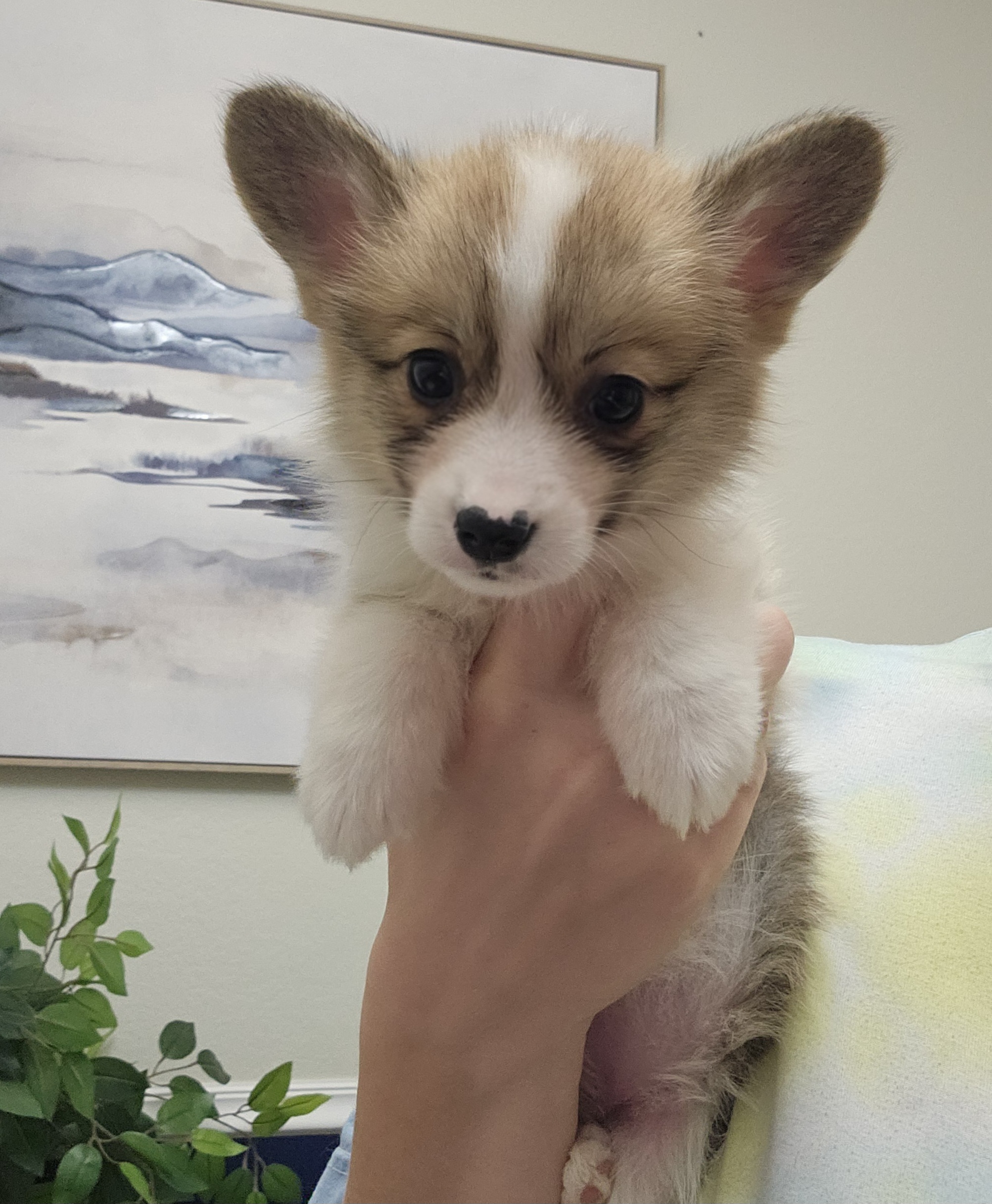 Pembroke Welsh Corgi puppy, fawn and white