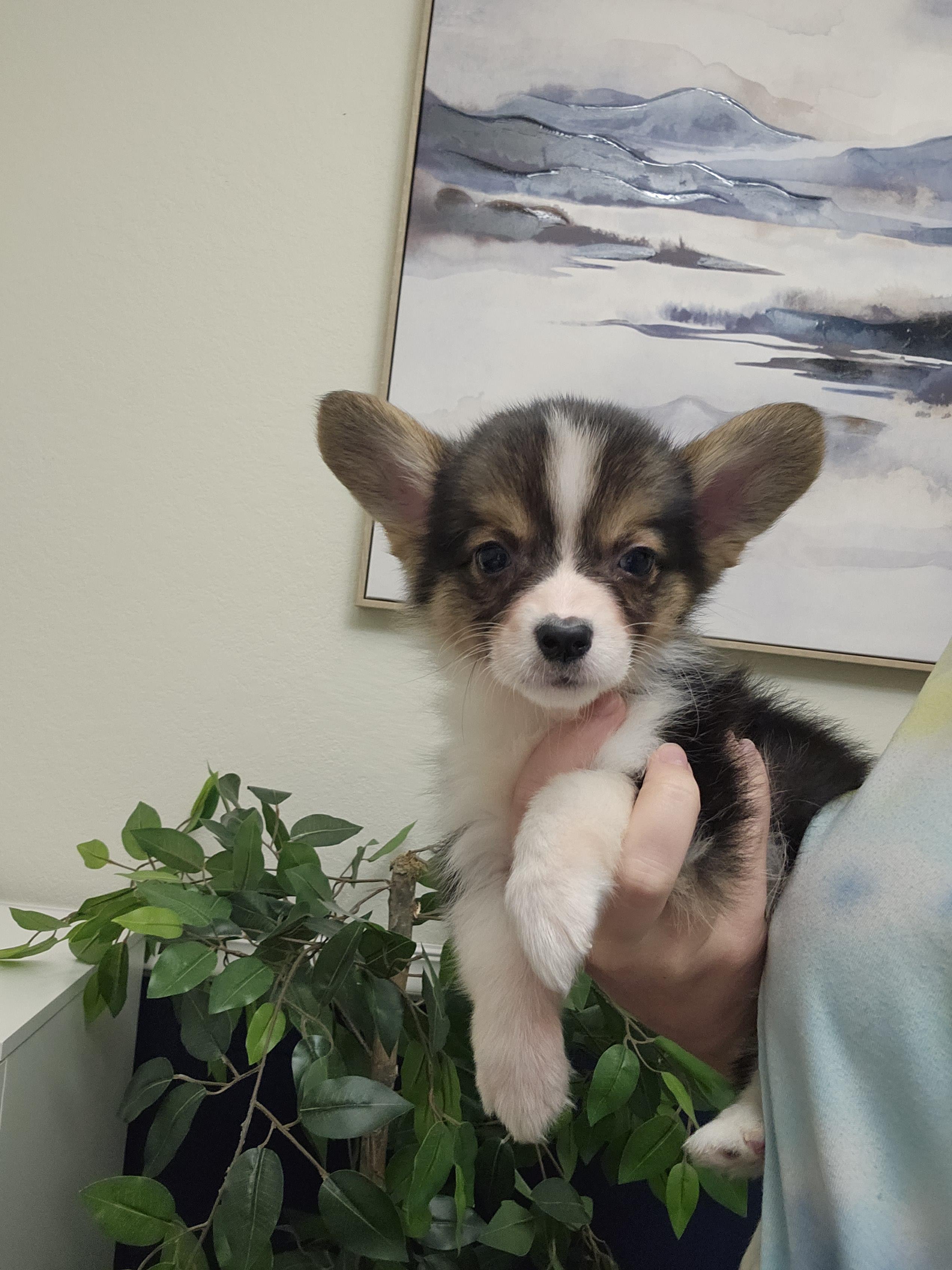 Pembroke Welsh Corgi puppy, tri-color portrait
