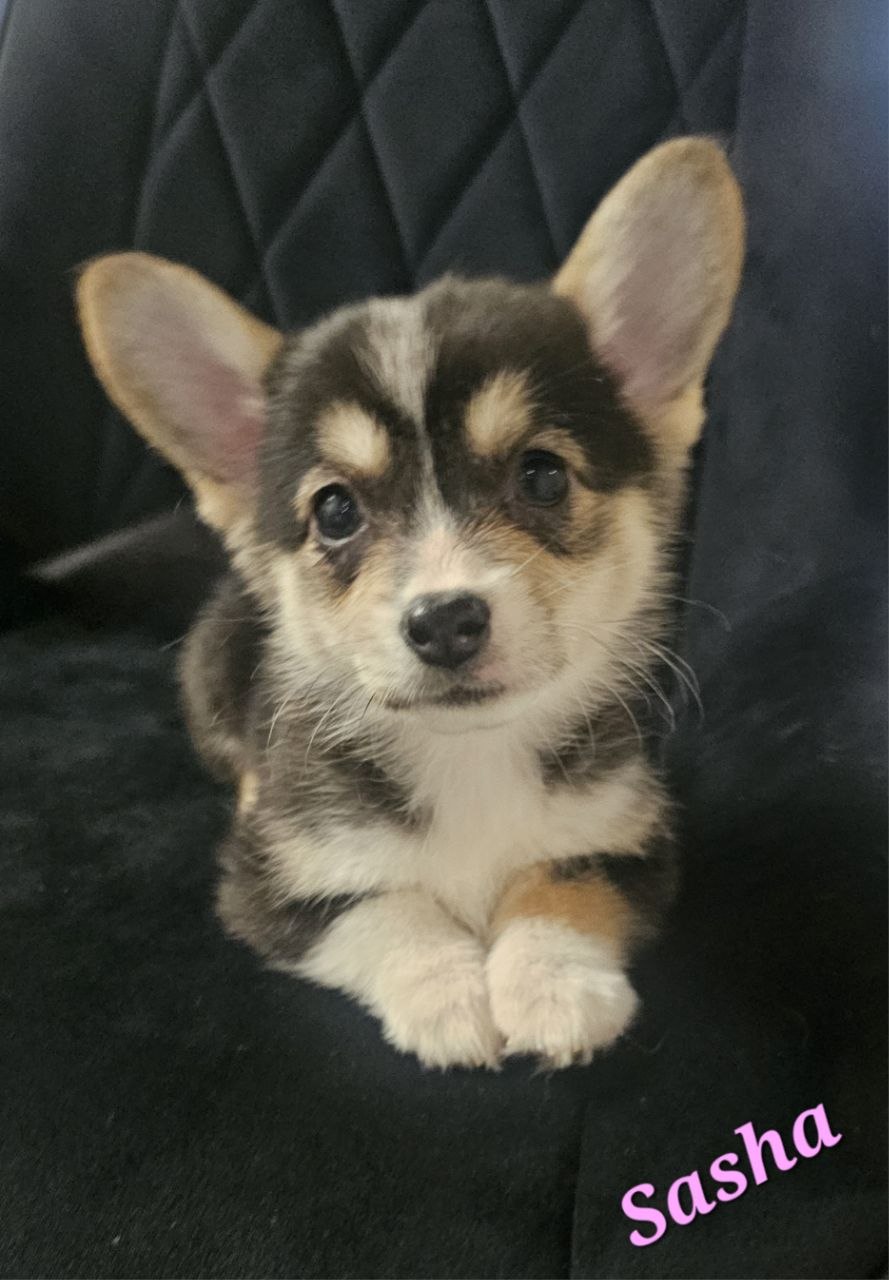 Sasha, Pembroke Welsh Corgi puppy