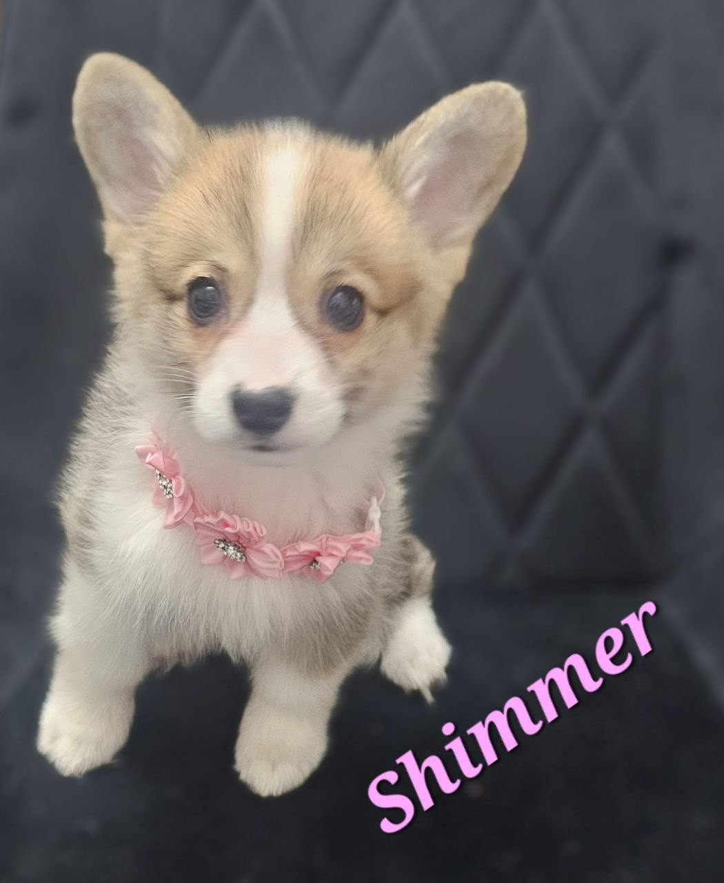 Shimmer, Pembroke Welsh Corgi puppy