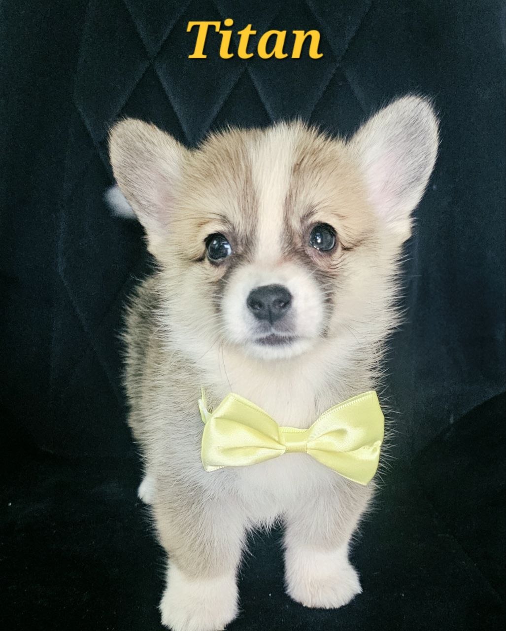 Titan, Pembroke Welsh Corgi puppy